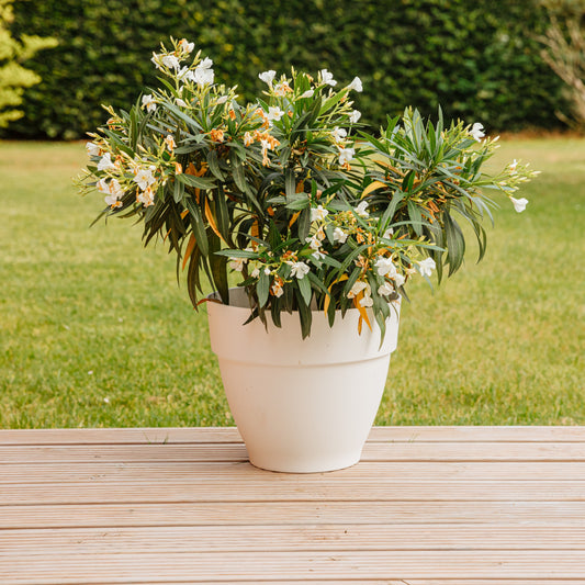 Witte Oleander - Bakker
