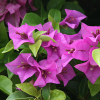 Bougainville - paars