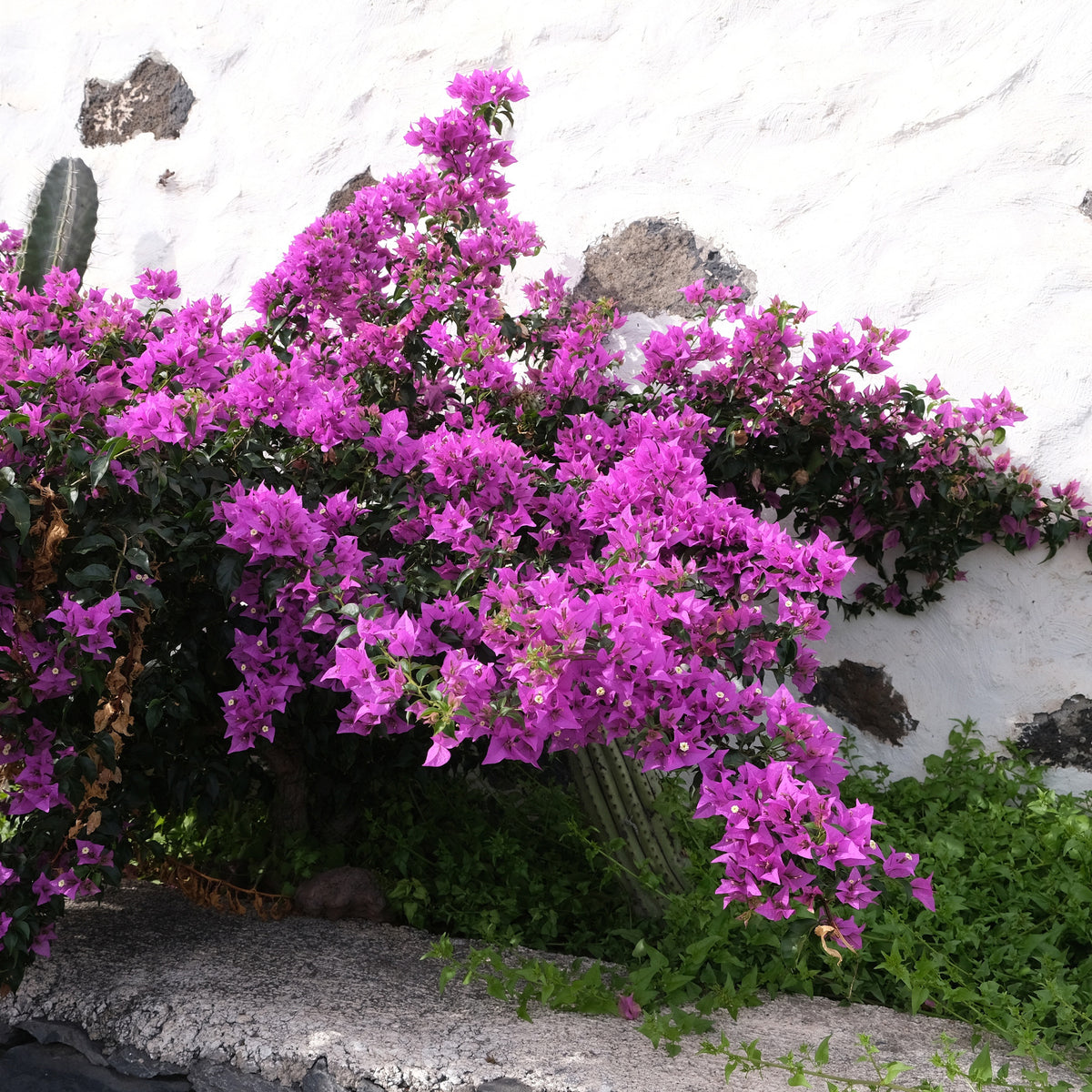 Bougainville - paars - Bakker