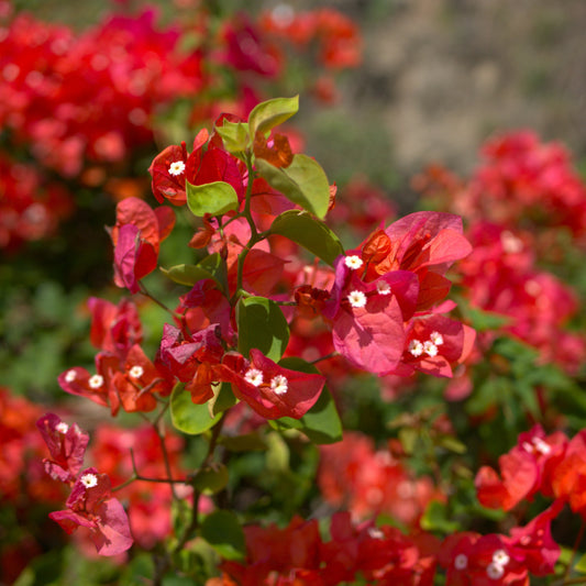 Bougainville - rood - Bakker