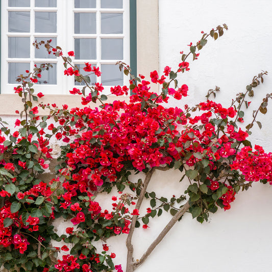 Bougainville - rood - Bakker