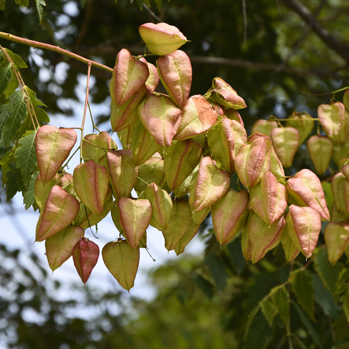Koelreuteria paniculata - Lampionboom - Bomen