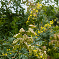 Bomen - Lampionboom - Koelreuteria paniculata