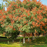 Verkoop Lampionboom