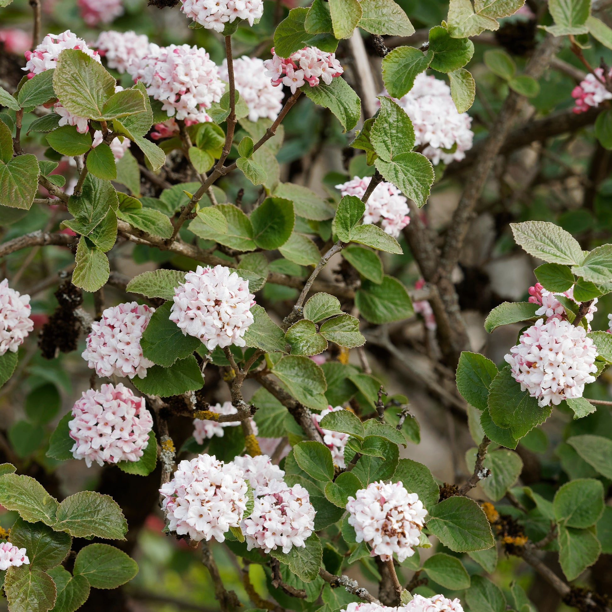 Geurende sneeuwbal - Viburnum carlesii - Tuinplanten