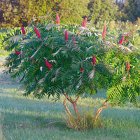 Fluweelboom - Rhus typhina - Bakker