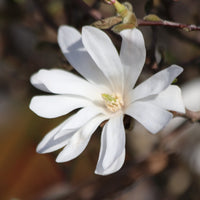 "Stermagnolia ""Royal Star"""