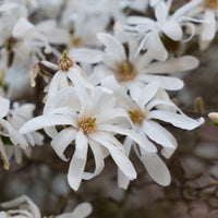 "Stermagnolia ""Royal Star"""