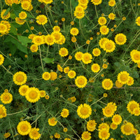 Gele kamille - Anthemis tinctoria kelwayi - Bakker