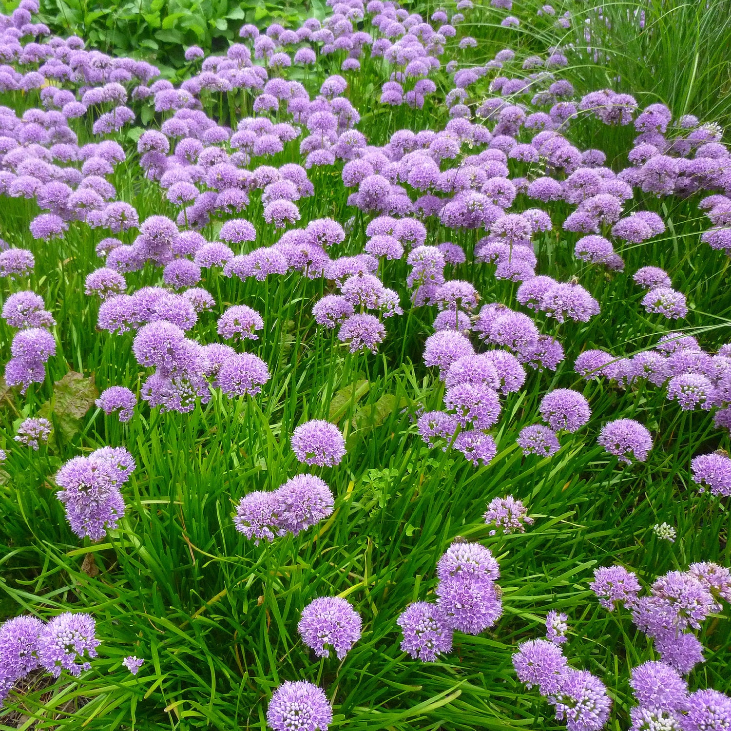 Allium