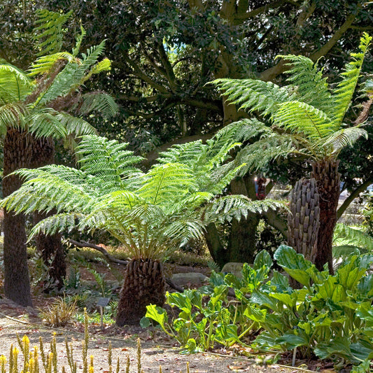 Dicksonia antarctica