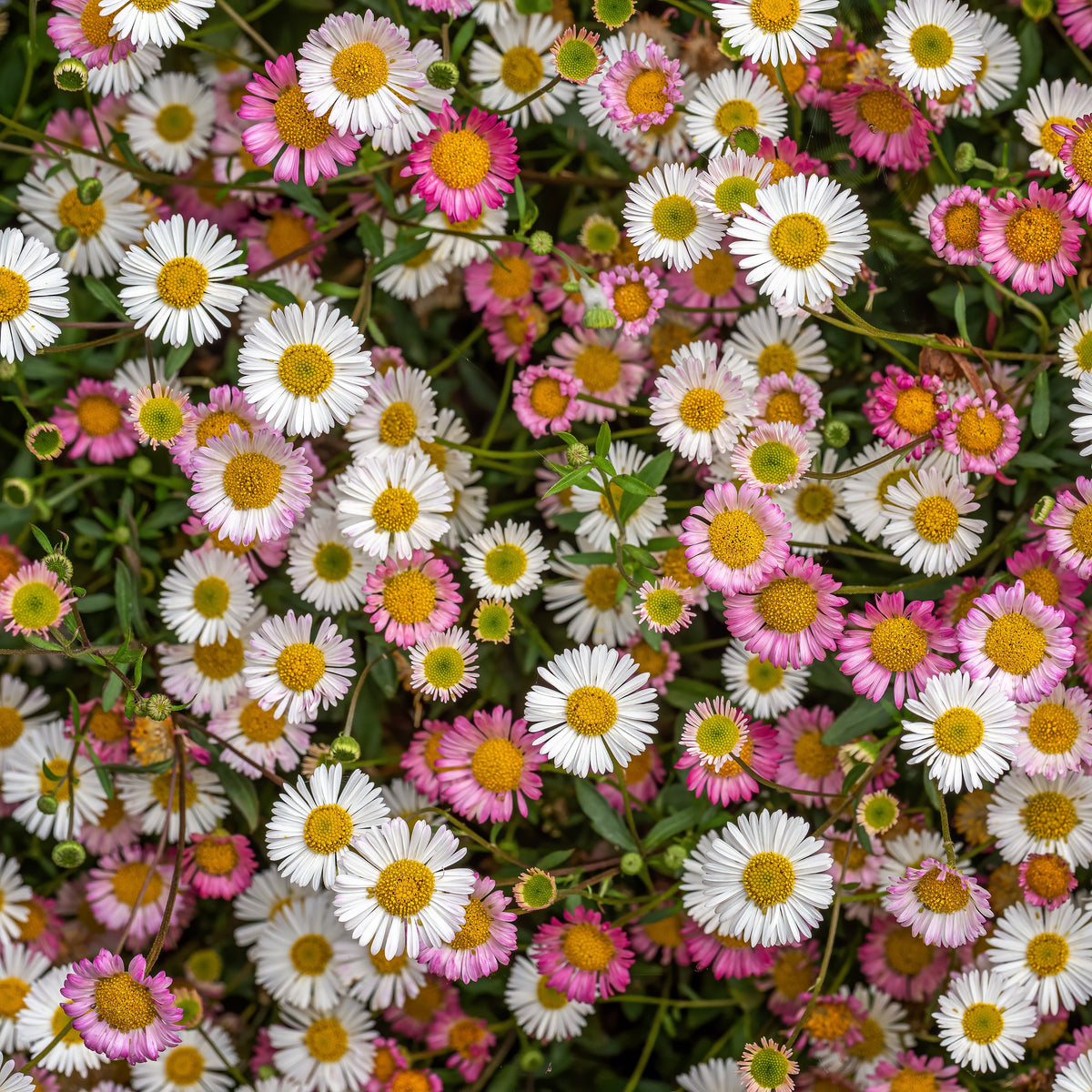 Muurfijnstraal 'Profusion' - Bakker