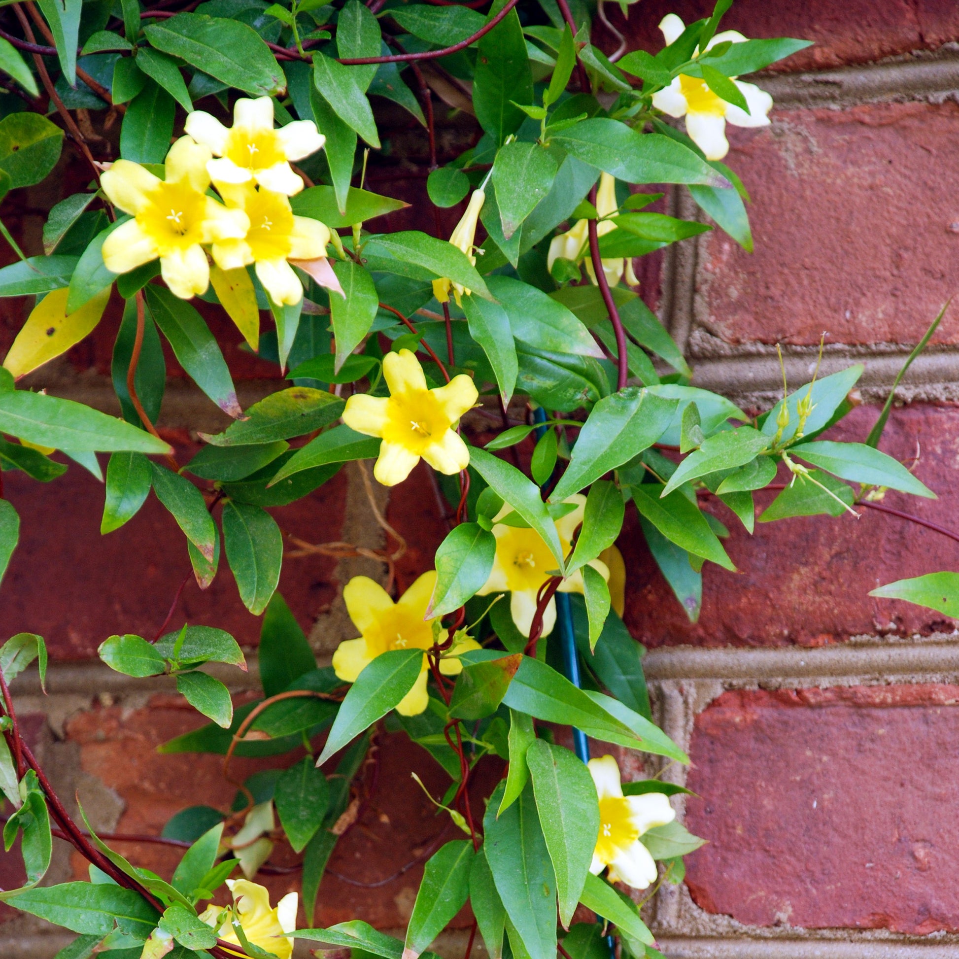 Gele jasmijn - Gelsemium sempervirens - Tuinplanten