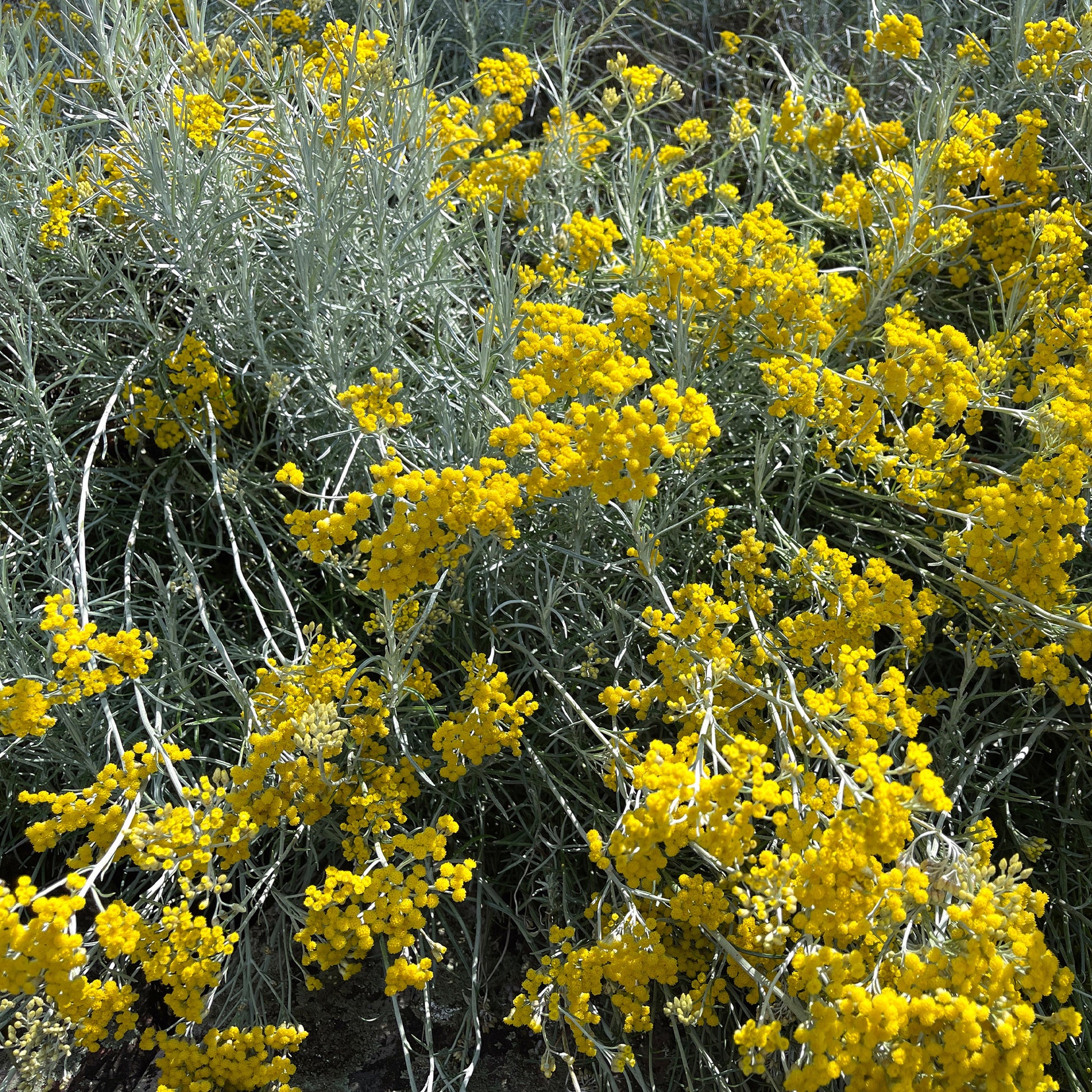 Kerrieplant - Helichrysum italicum subsp. serotinum - Tuinplanten