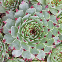 Huislook 'Mrs. Guiseppi' - Sempervivum Chick Charms ® Mint Marvel - Bakker