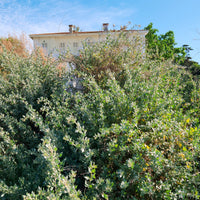 Zoutmelde - Atriplex halimus - Bakker