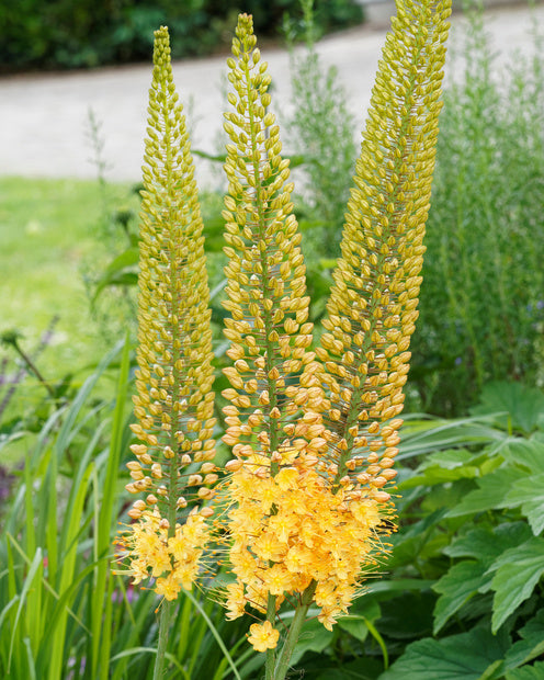 Steppelelie - Eremurus 'bungei' - Tuinplanten