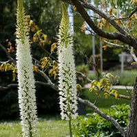 Steppelelie Witte Romance - Eremurus 'white romance' - Tuinplanten