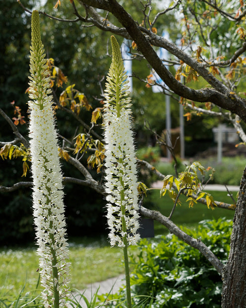 Steppelelie Witte Romance - Eremurus 'white romance' - Tuinplanten