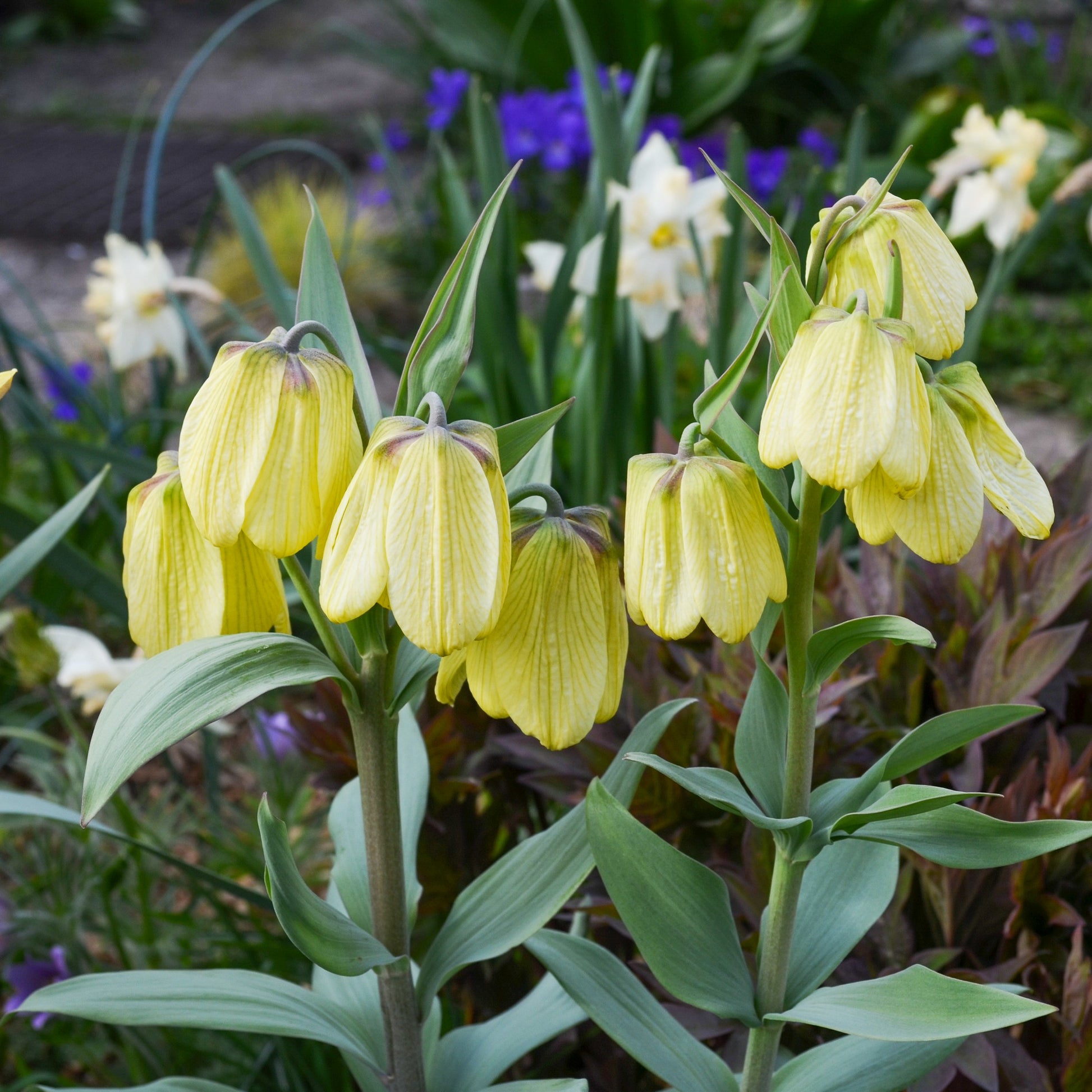 Pallidiflora Fritillaria's - Fritillaria pallidiflora - Bloembollen