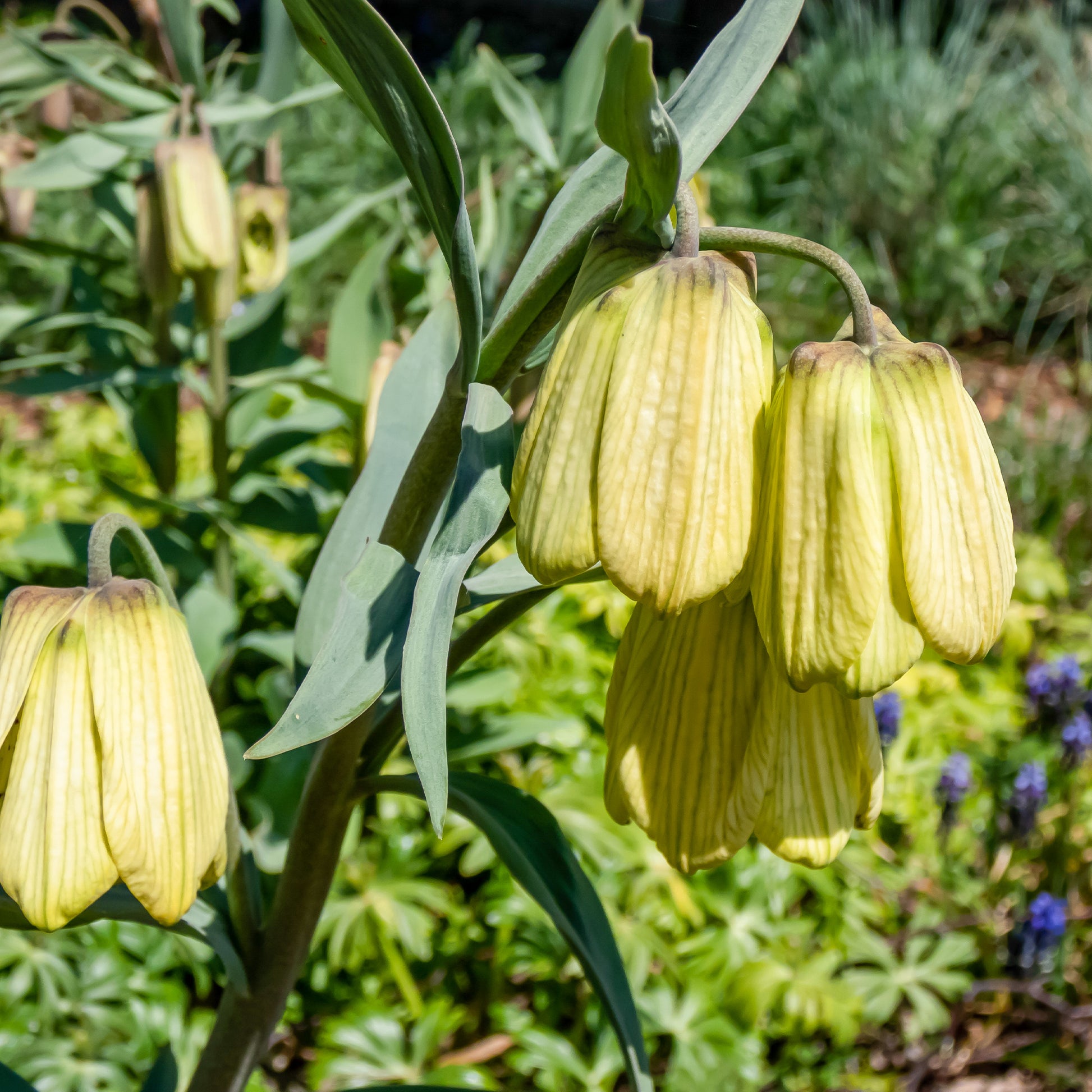 Pallidiflora Fritillaria's - Fritillaria pallidiflora - Bloembollen