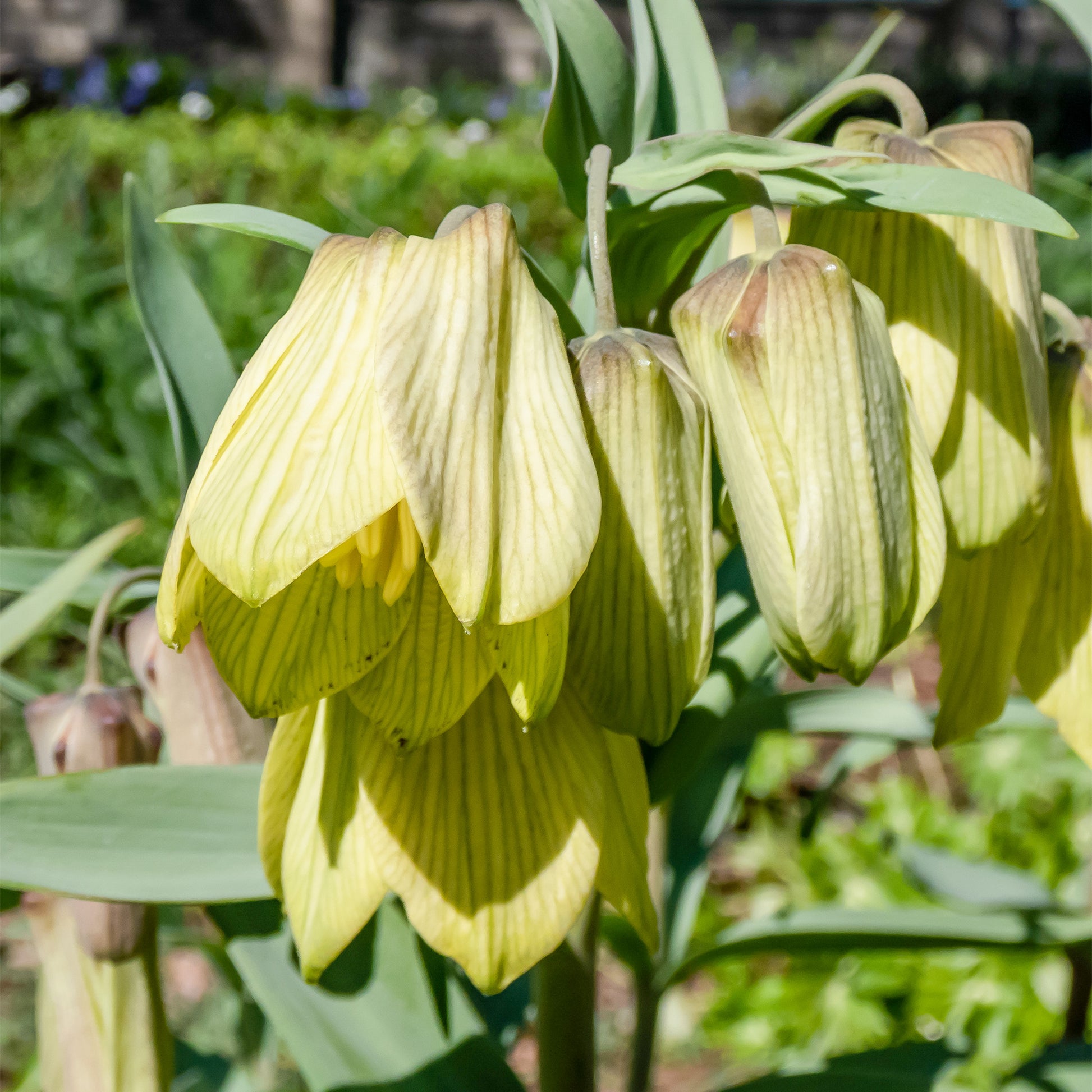 Pallidiflora Fritillaria's - Fritillaria pallidiflora - Bloembollen