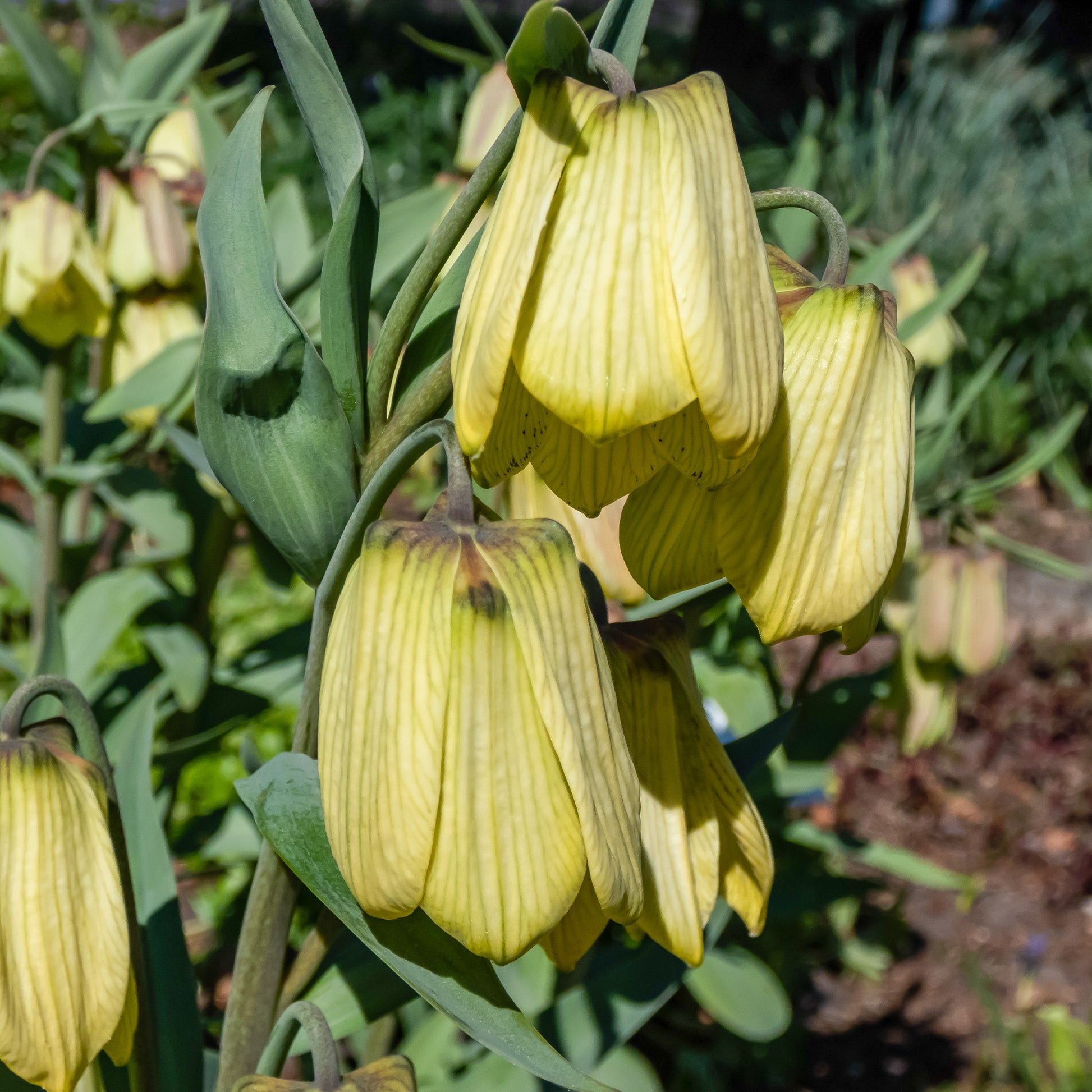 Pallidiflora Fritillaria's - Fritillaria pallidiflora - Bloembollen