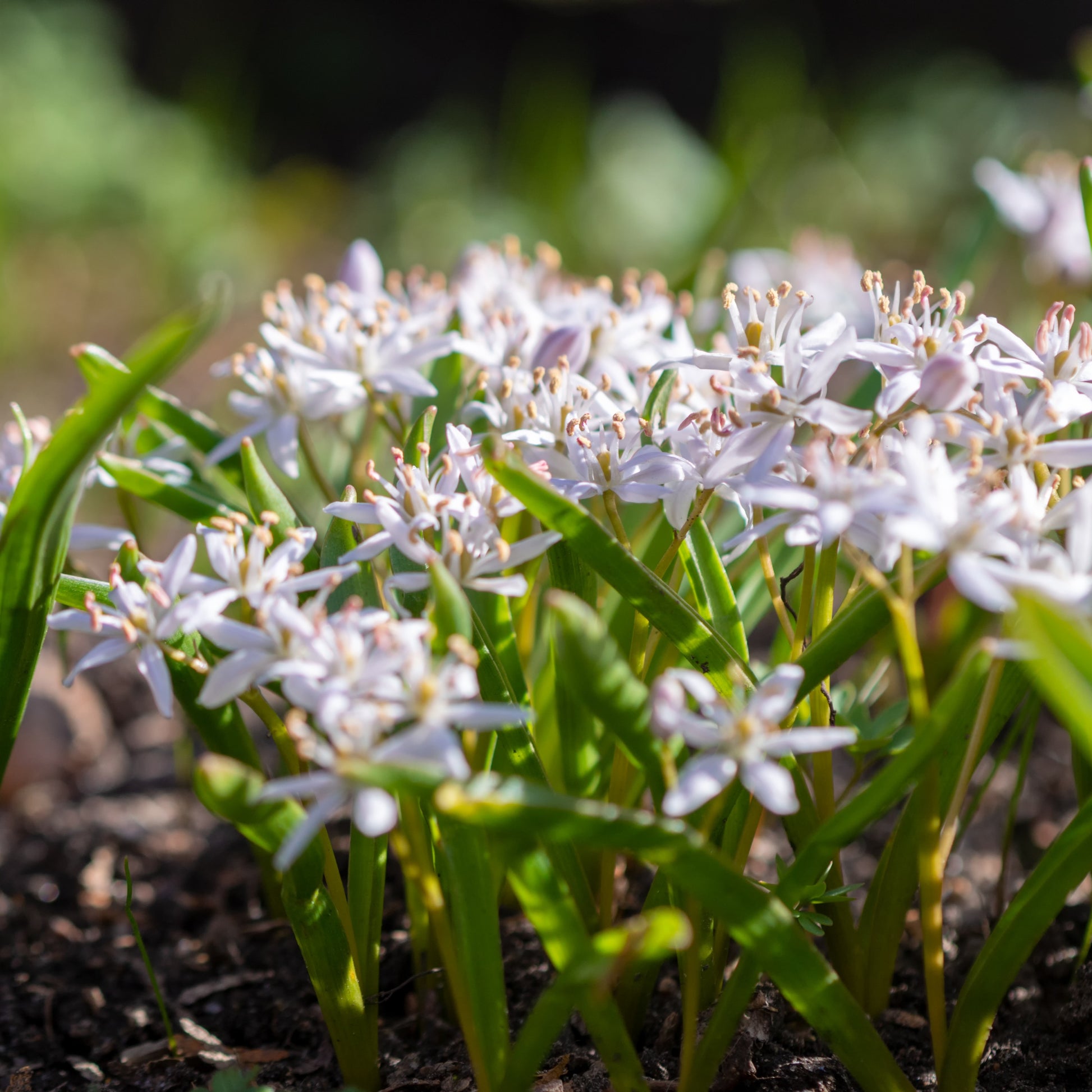 Scilla's met twee bladeren (x10) - Scilla bifolia rosea