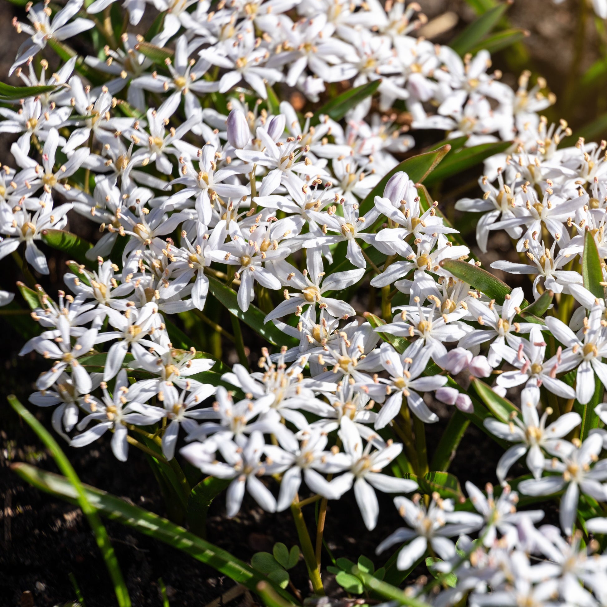 Scilla's met twee bladeren (x10) - Scilla bifolia rosea