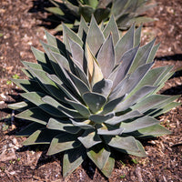 Mangave 'Lavender Lady' - Agave manfredii Lavender Lady ® (mangave) - Bakker