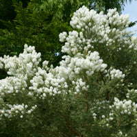 Theeboom - Melaleuca alternifolia - Bakker