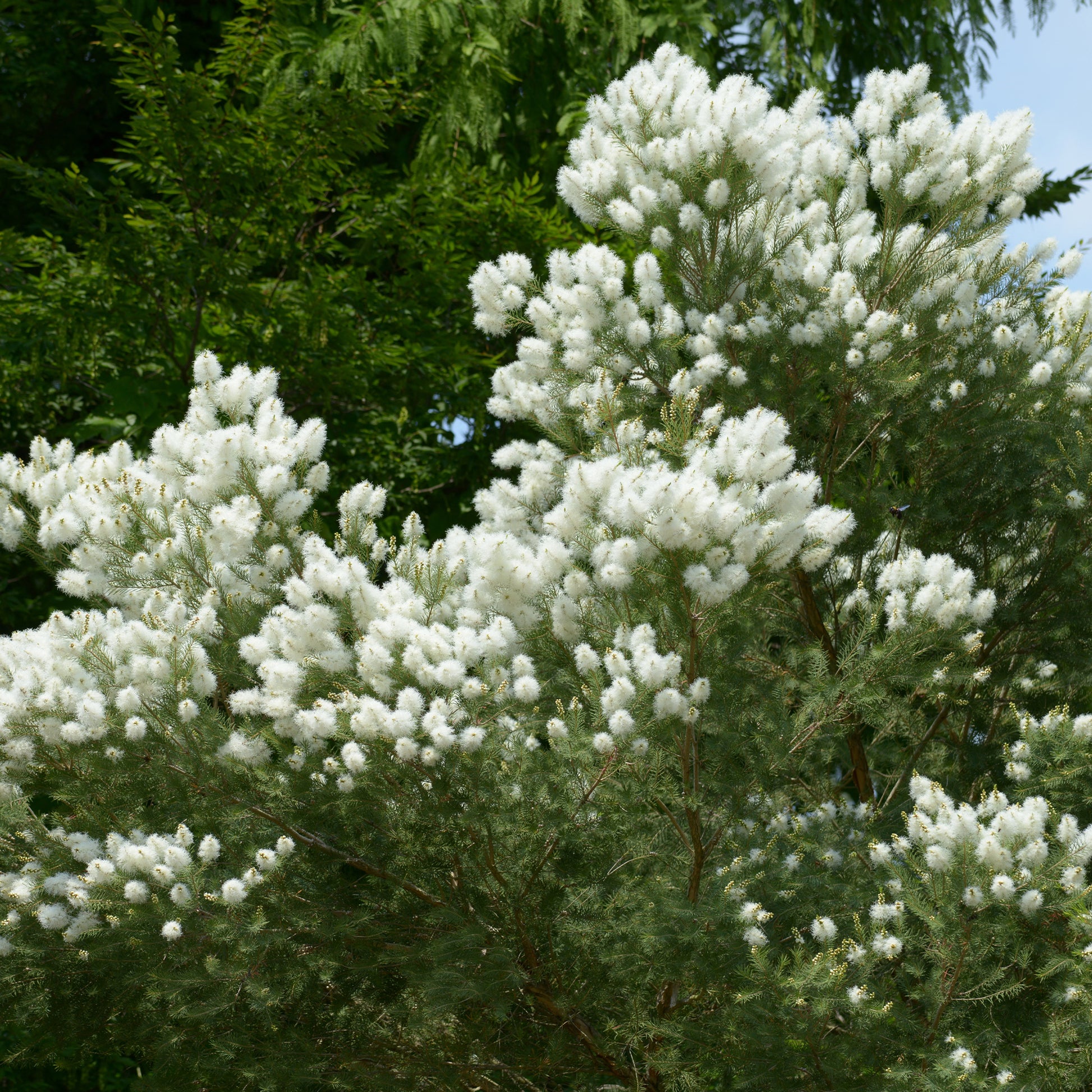 Theeboom - Melaleuca alternifolia - Tuinplanten