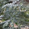 Gomboom 'Baby Blue' - Bakker