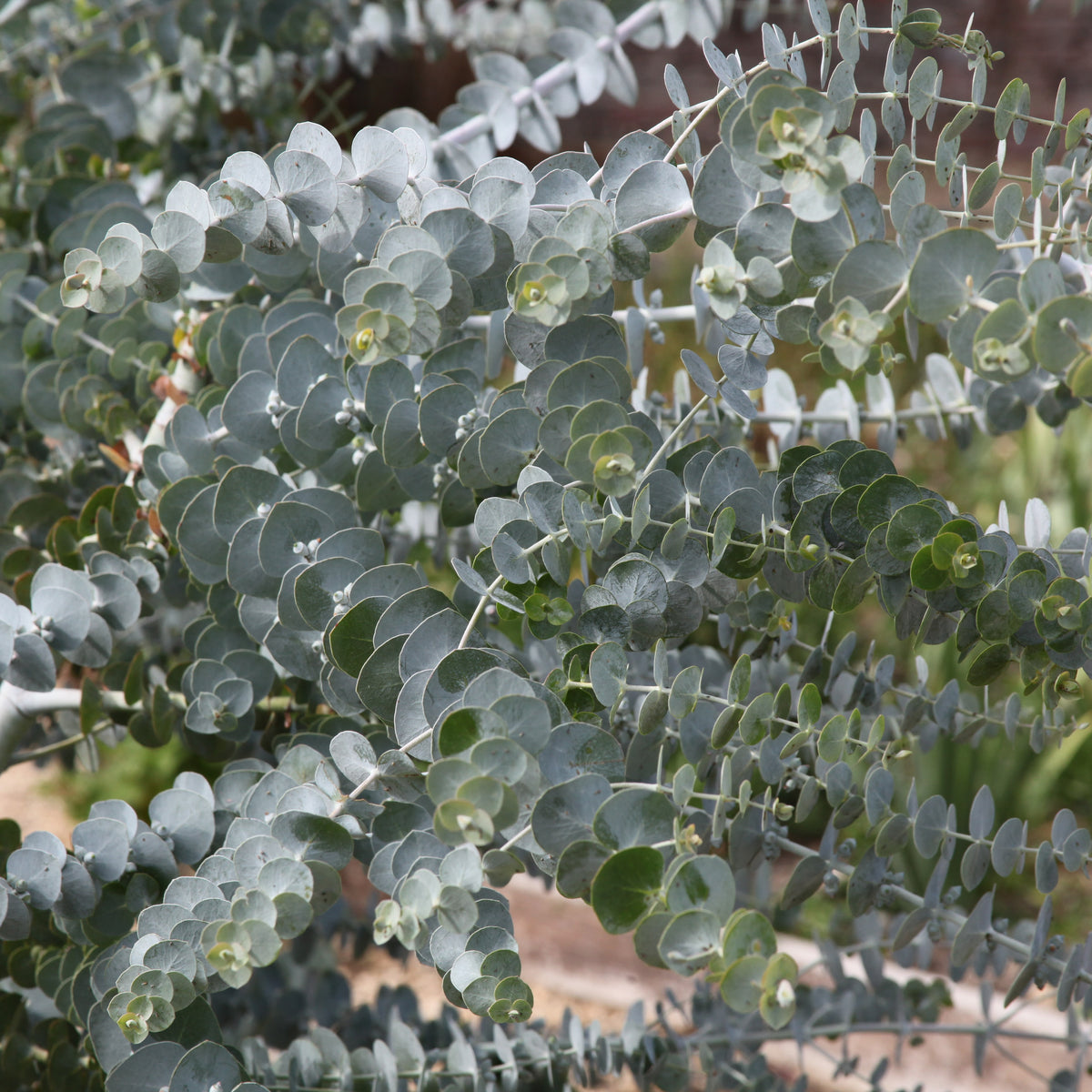 Gomboom 'Baby Blue' - Bakker