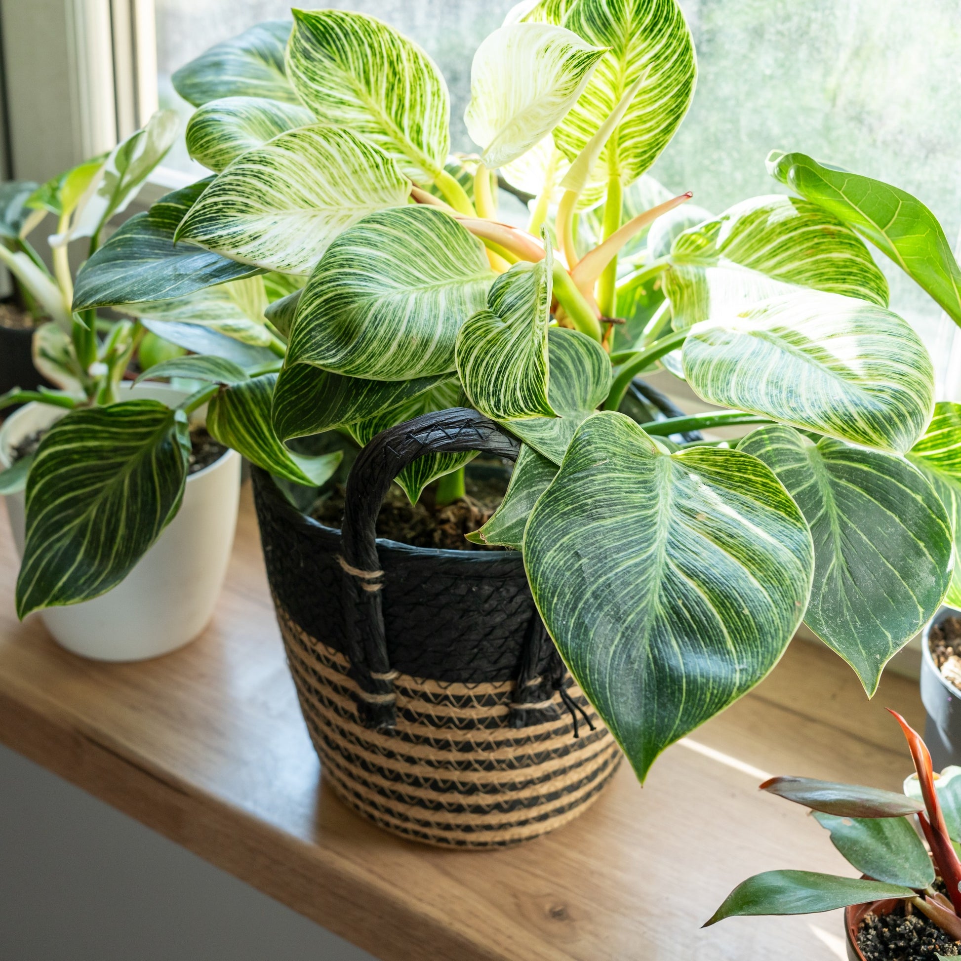 white wave philodendron Philodendron Monstera White Wave - Philodendron white wave