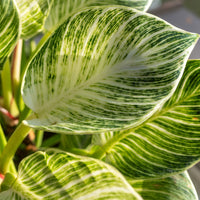 Philodendron white wave - Philodendron Monstera White Wave - Philodendron