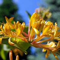 Kamperfoelie 'Copper Beauty' - Lonicera henryi Copper Beauty - Bakker