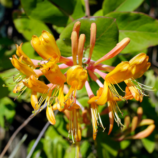 Kamperfoelie 'Copper Beauty' - Bakker