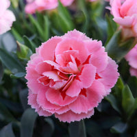 Dianthus plumarius 'doris' - Grasanjer 'Doris' (x3) - Anjers - Dianthus