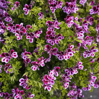 Geranium 'Mosquitaway Eva' (x3) - Pelargonium 'mosquitaway eva' - Terras- en balkonplanten