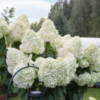 Pluimhortensia 'Hercules' - Hydrangea paniculata 'hercules' - Bakker