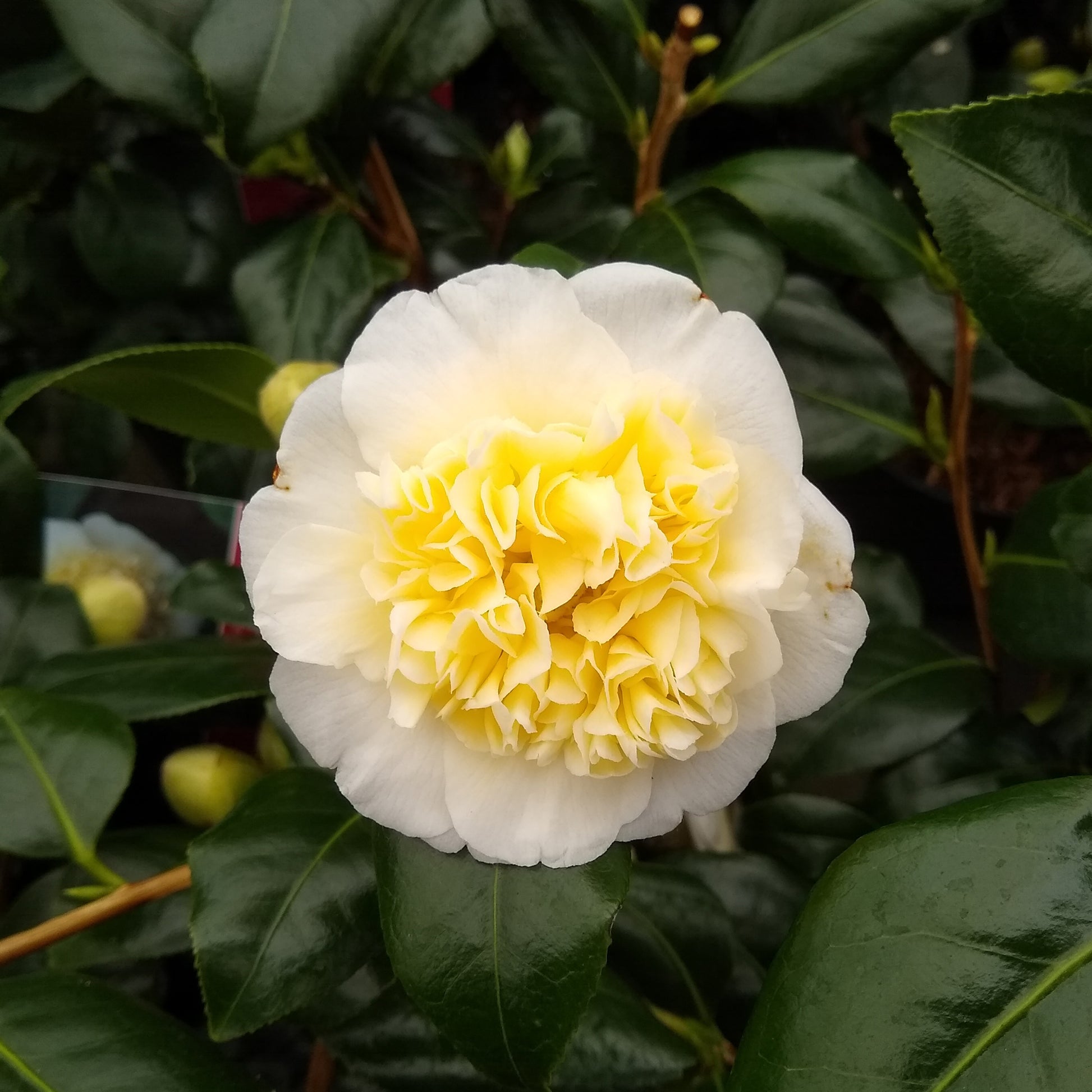 Camellia japonica Brushfields Yellow - Japanse roos Camellia 'Brushfields Yellow' wit-geel - Winterhard - Camellia