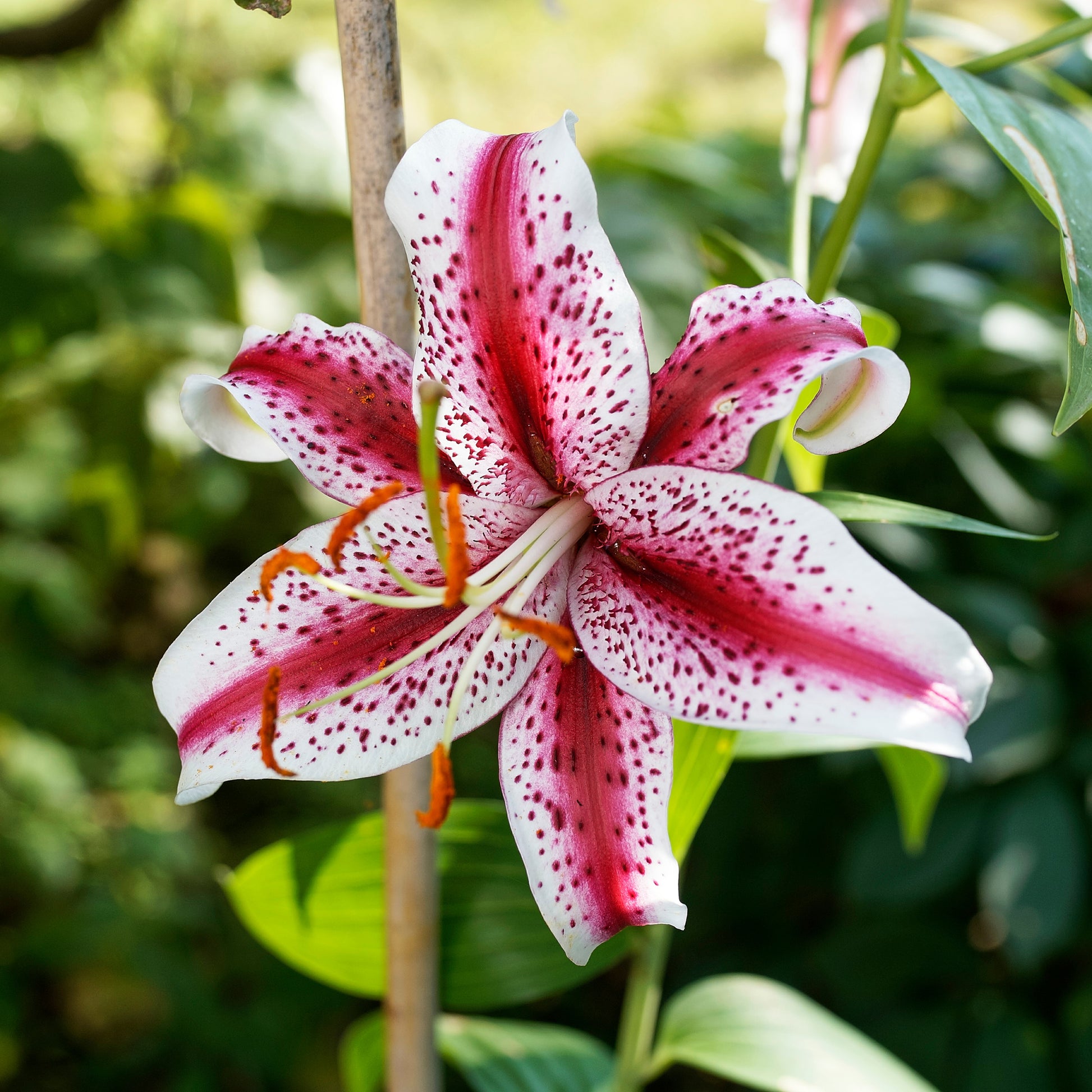 Oosterse Lelie Star Gazer - Lilium Star Gazer - Bakker