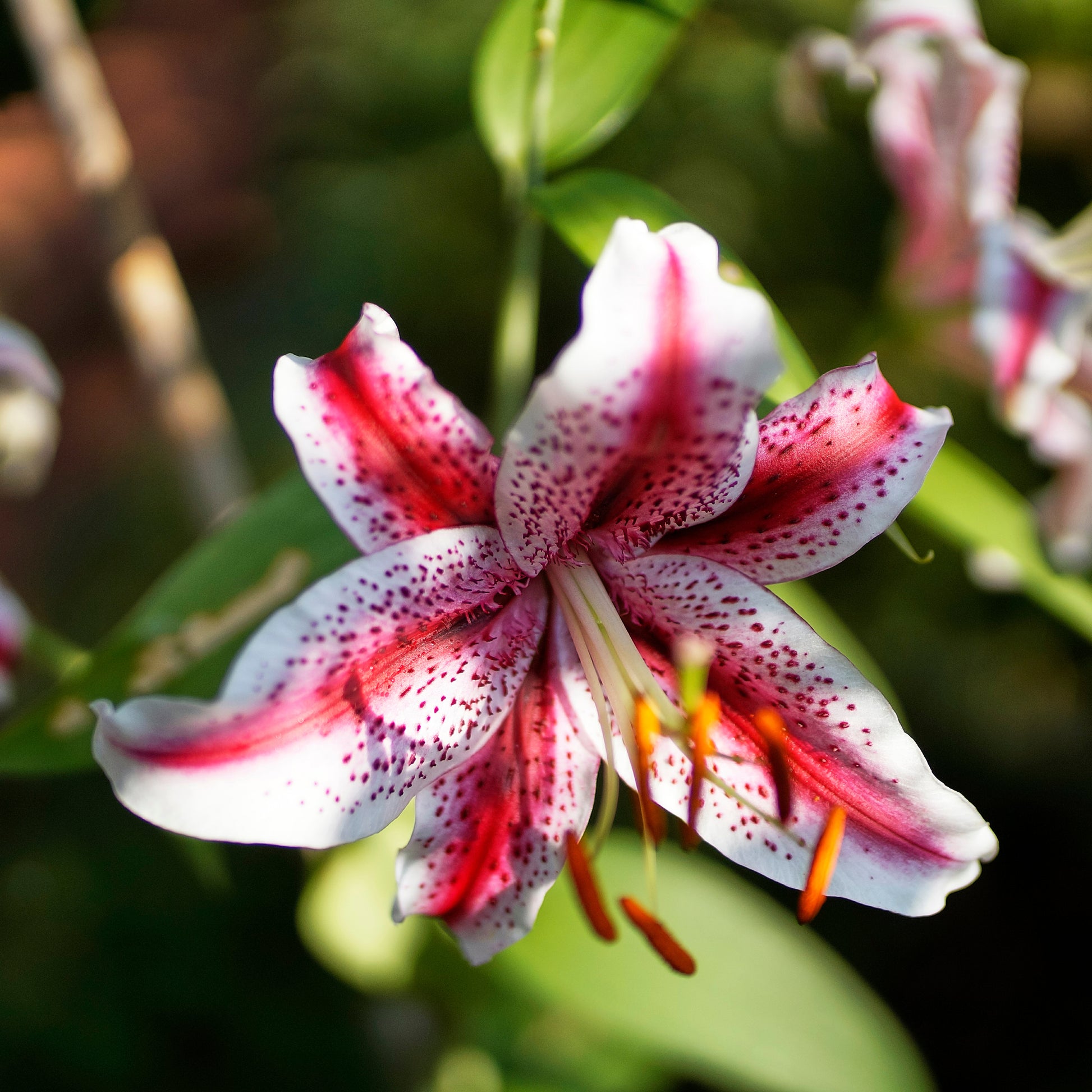 Oosterse Lelie Star Gazer - Bakker