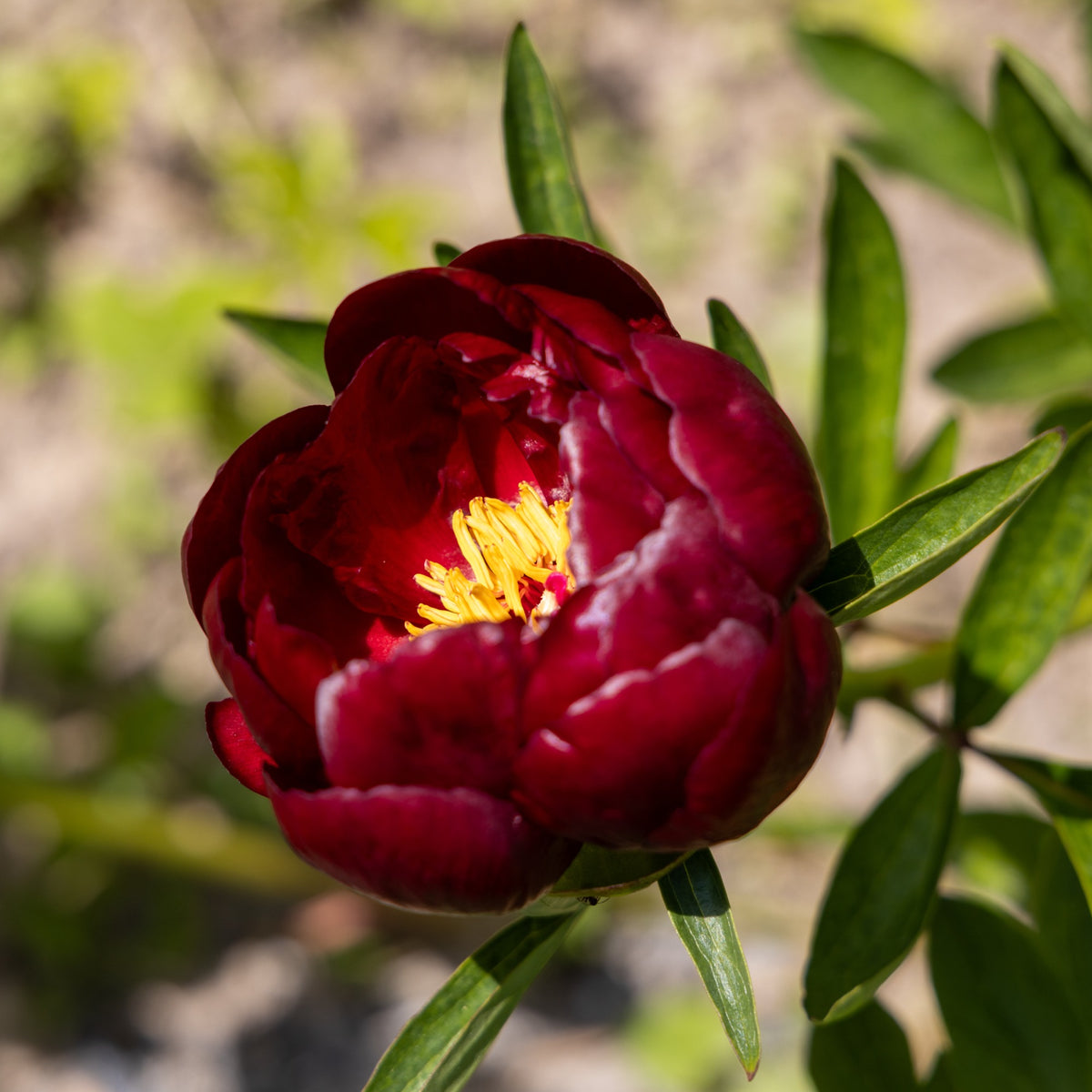 Paeonia lactiflora 'bella' - Pioenroos Bella - Pioenrozen