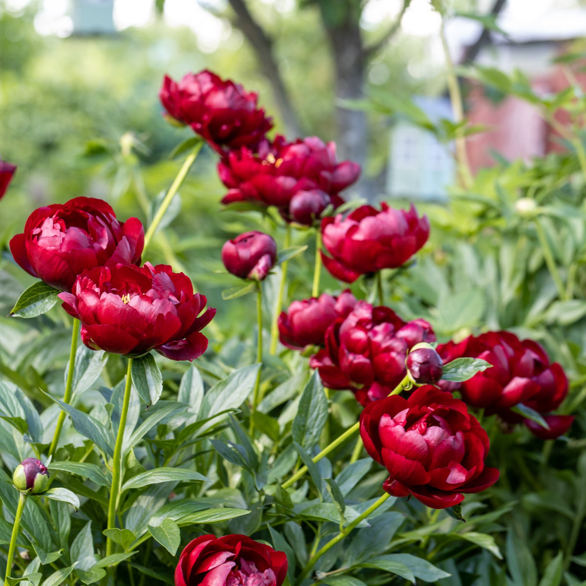Pioenroos Bella - Paeonia lactiflora 'bella' - Bakker