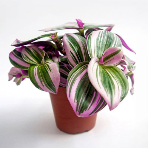 Tradescantia zebrina - Bakker