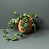 Peperomia met ronde bladeren Hope - Peperomia Hope - Kamerplanten