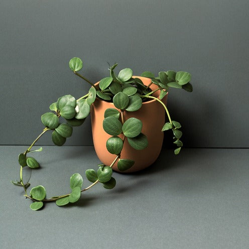 Peperomia met ronde bladeren Hope - Bakker