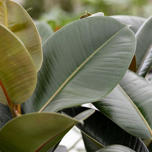 Rode kleurrijke rubberboom - Ficus elastica Belize - 17cm pot Rode kleurrijke rubberboom - Ficus elastica Belize - 17cm pot
